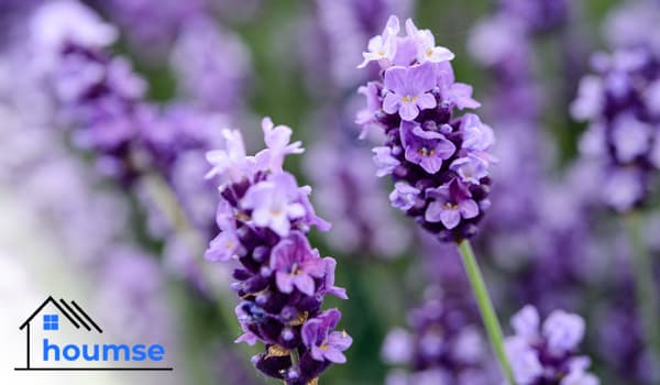 Lavender Care: Growing Lavender in Pots & Outdoors