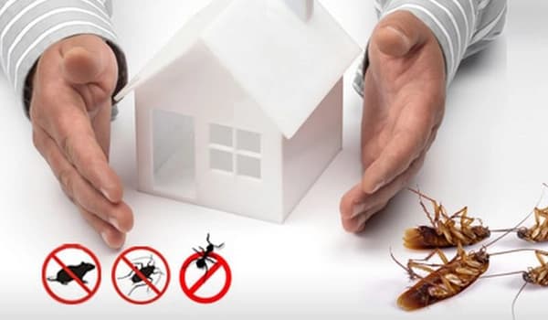 Pest Inspection Cost