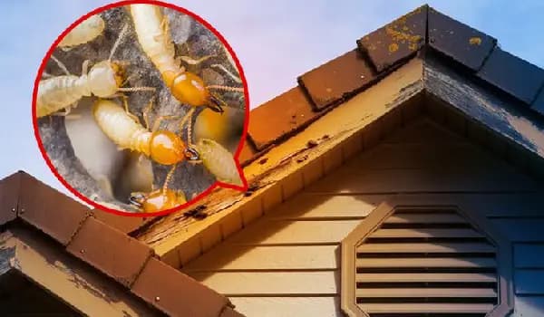 Everything About Termite Inspection