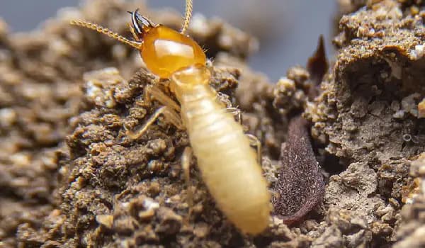 How Often a Termite Inspection is Needed in Canada