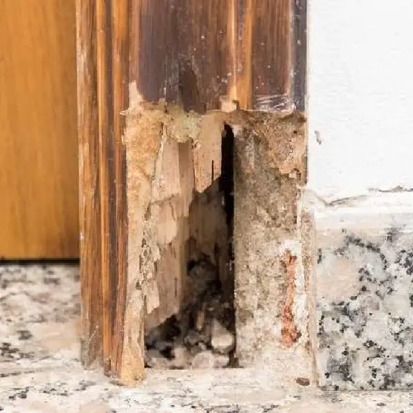 pest damages in home pest inspection