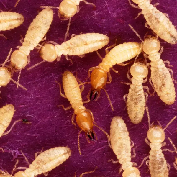 what does termite looks like