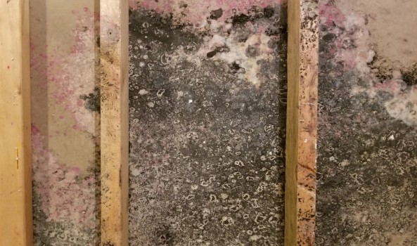 How to Get Rid of Mold on Wood