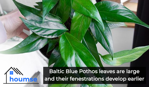 baltic blue pothos