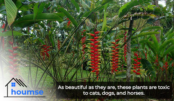 heliconia toxicity