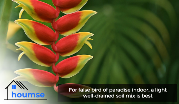 false bird of paradise soil
