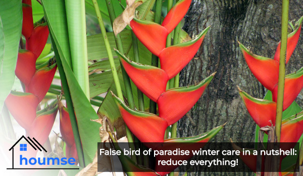false bird of paradise winter care