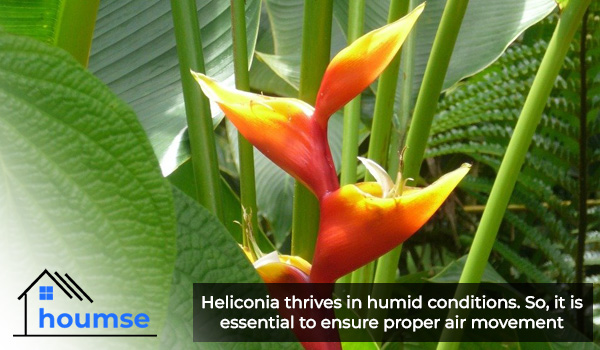 heliconia care