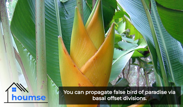 false bird of paradise propagation