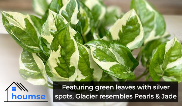 glacier pothos types