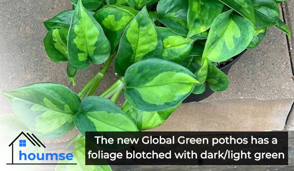 global green pothos