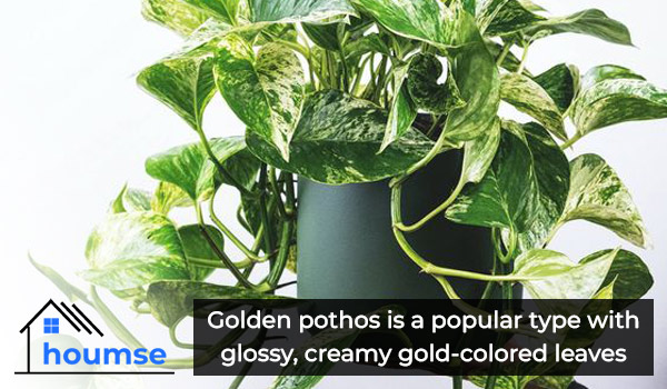 golden pothos in a pot