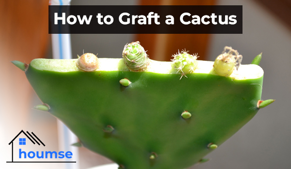 cactus grafting guide