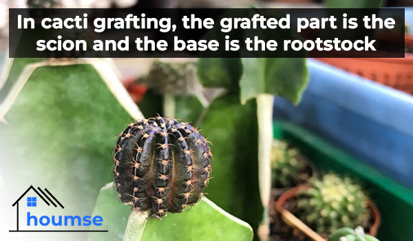 how to graft a cactus