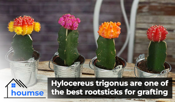 best rootstock for grafting cactus