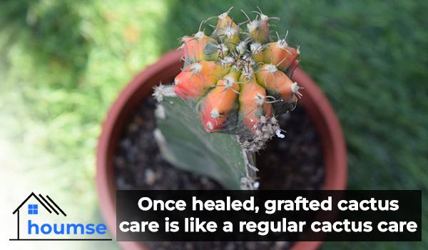 grafting cactus care