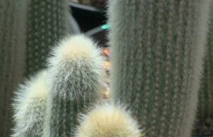 hairy cactus identification