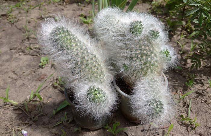 types of hairy cactus