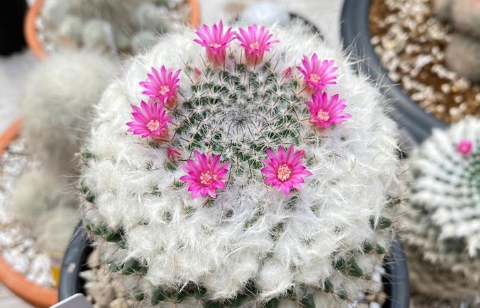 hairy cactus species