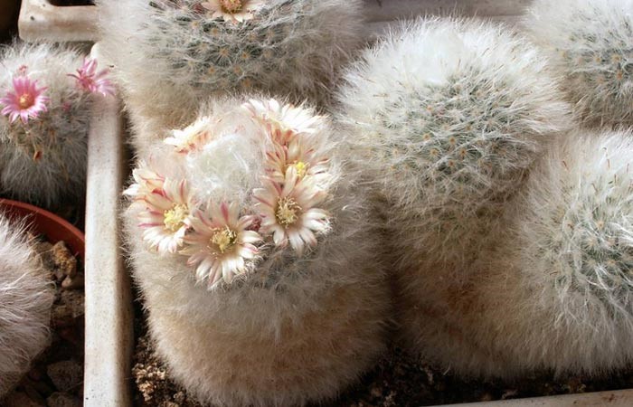 hairy cactus types