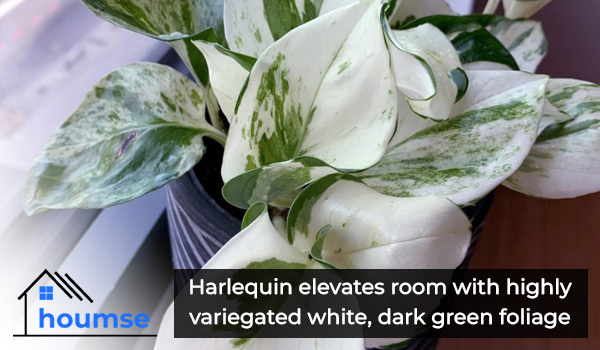 rare harlequin pothos