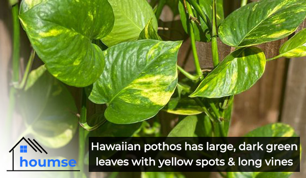 hawaiian pothos