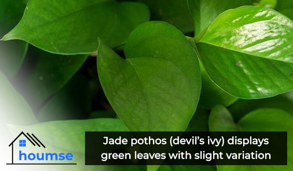 jade pothos leaves