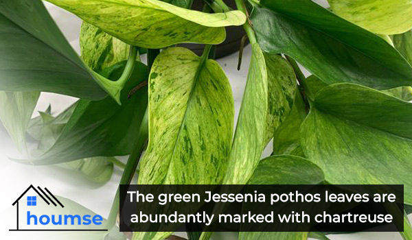 jessenia pothos varieties