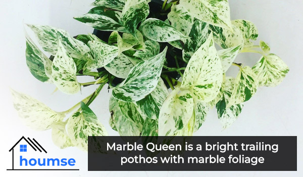 marble queen pothos types