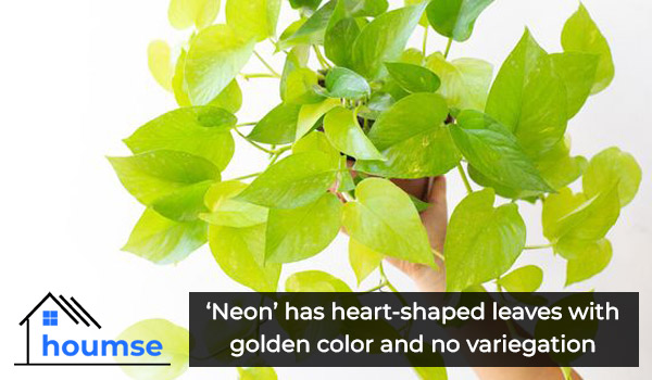 neon pothos varieties