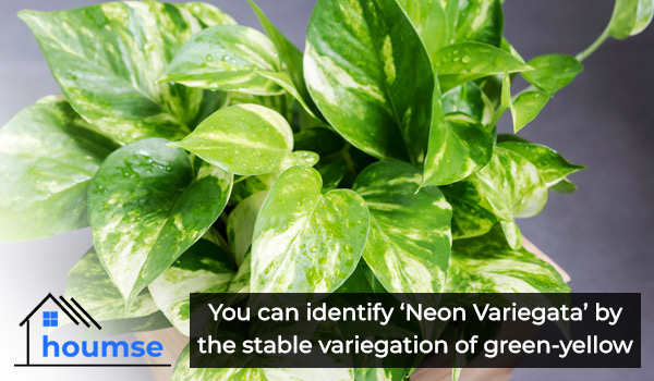 neon-variegata-pothos