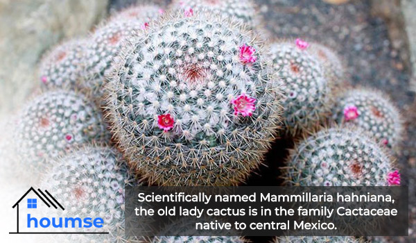 Mammillaria hahniana