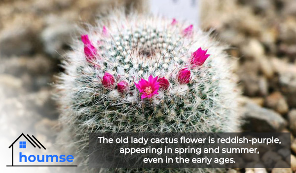 Old lady cactus flower