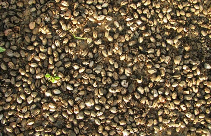 palm tree seeds