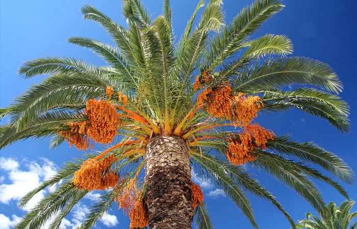 palm tree seeds