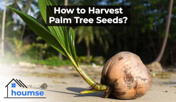 how to harvest palm tree seeds