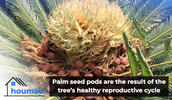 what do palm tree seeds look like