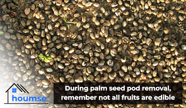 palm tree seed pod