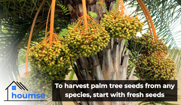 Palm Tree Seeds Harvesting And Growing Guide Houmse