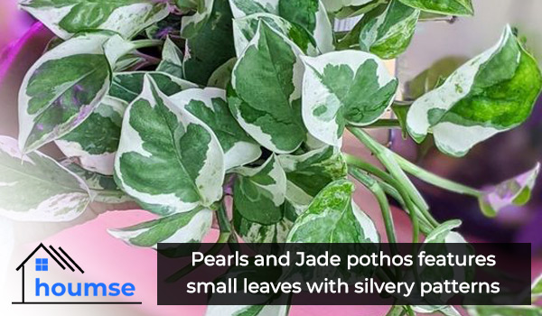 pearls and jade pothos