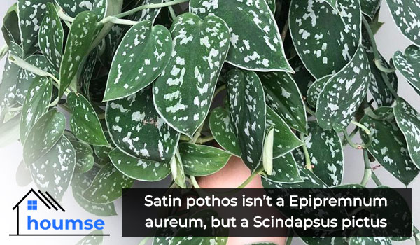 satin pothos