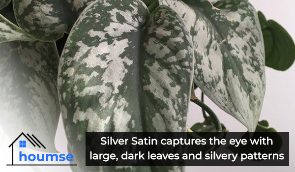 silver satin pothos types