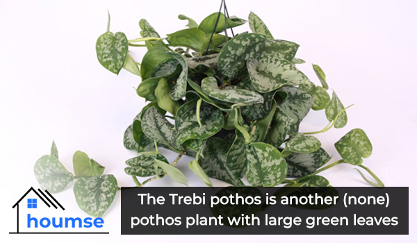 trebi pothos