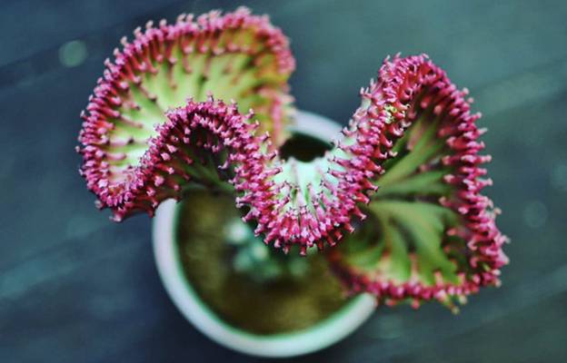 euphorbia coral cactus care