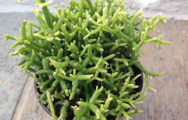 coral cactus (rhipsalis)