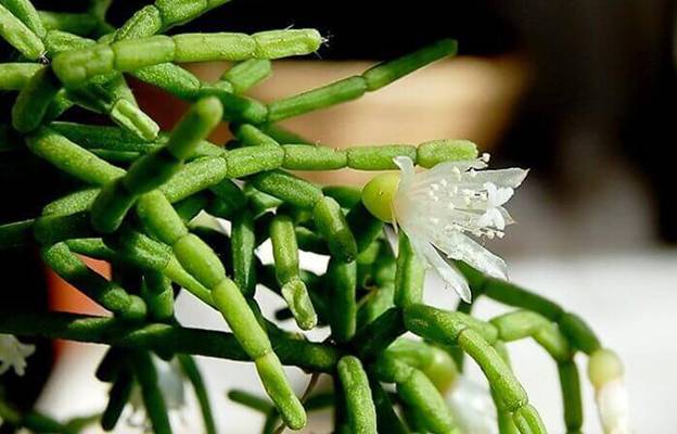 coral cactus flower