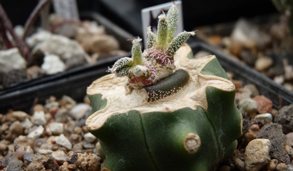 Astrophytum Caput-Medusae Care Guide