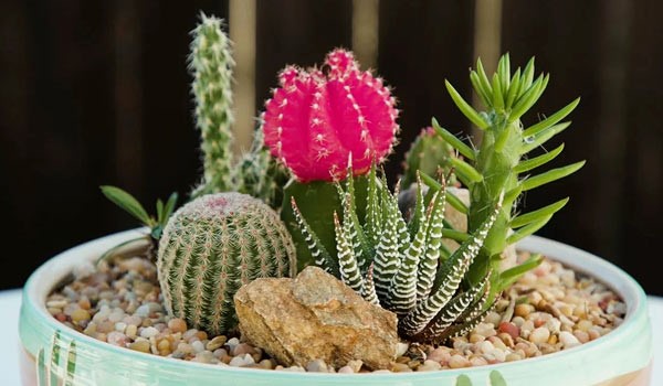 fascinating facts about different types of cactus