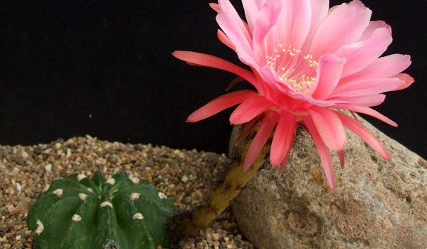 Echinopsis Species & Types