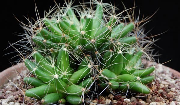 How to Grow the Finger Cactus